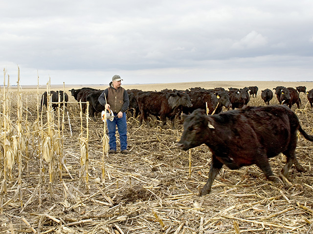 Doug Sieck says successfully grazing a cow herd on a corn field takes detailed planning and daily management. (Progressive Farmer photo by Dawn Sahli)